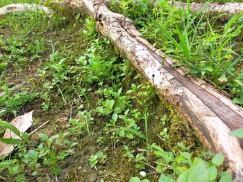 High angle view of tree trunk on field