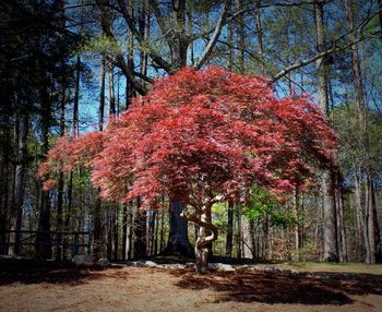 Trees in forest during autumn