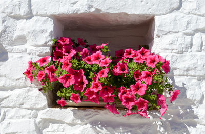 Close-up of pink flower pot against wall