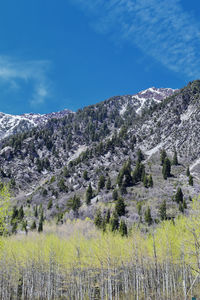 Panoramic views of wasatch front rocky mountains from little cottonwood canyon  utah.