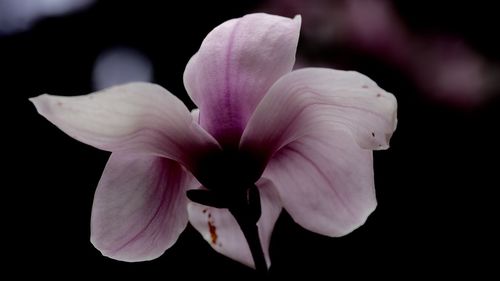 Close-up of fresh pink flowers blooming against black background