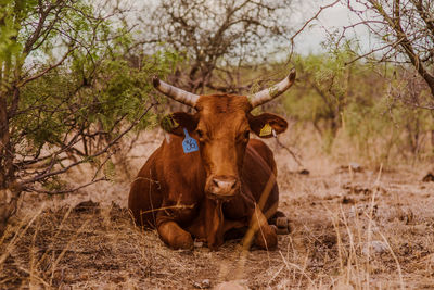 Portrait of cow resting on field