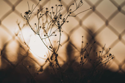 Close-up of dried plant against fence during sunset