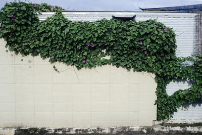 Ivy growing on wall during sunny day