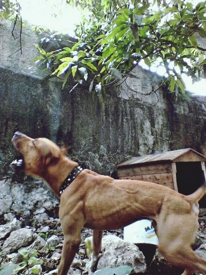 animal themes, mammal, domestic animals, one animal, pets, dog, standing, brown, full length, pet collar, two animals, day, side view, outdoors, relaxation, looking away, no people, mountain, nature, animal