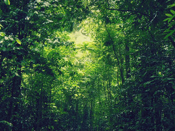 Low angle view of trees in forest