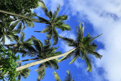 Low angle view of coconut palm tree against sky