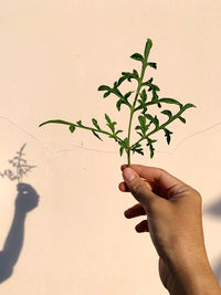 Midsection of person holding plant against wall