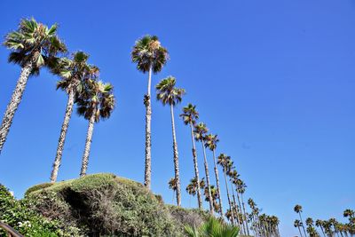 Low angle view of palm trees against blue sky