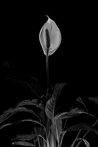 Close-up of plant against black background