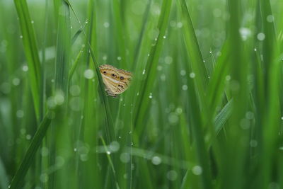 Close-up of raindrops on grass