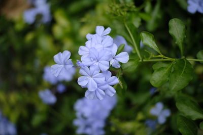 Close-up of purple flowering plant