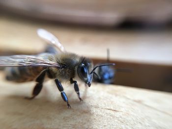 Close-up of honeybee