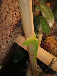 High angle view of bananas on field