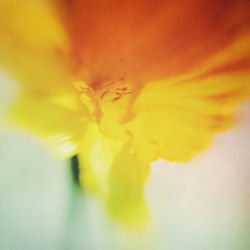 Close-up of yellow flower