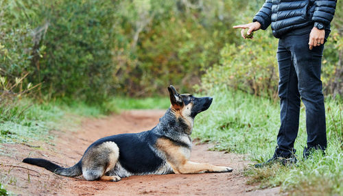 Rear view of man with dog on field