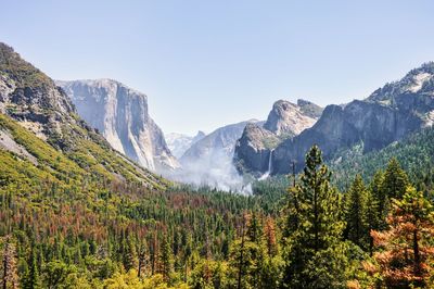 Scenic view of pine trees against sky