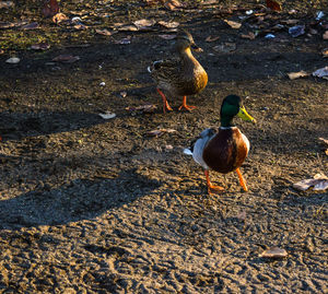 High angle view of birds in water