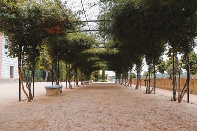 Empty footpath amidst trees in park