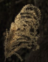 Close-up of dandelion on plant