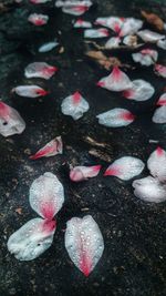 High angle view of wet stones