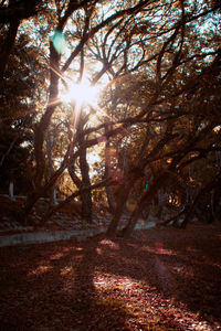 Sunlight streaming through trees in forest