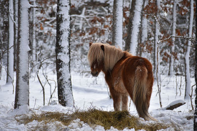 View of a horse on snow covered field