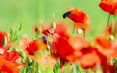 Close-up of insect on red flowering plants