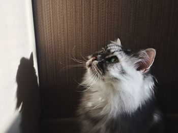 Close-up of a cat looking away