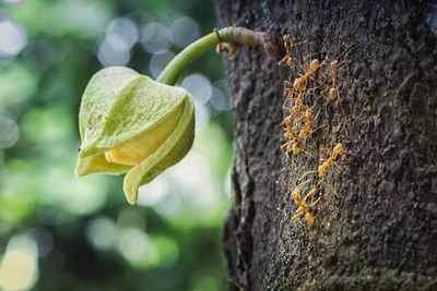 Close-up of flower growing on tree trunk