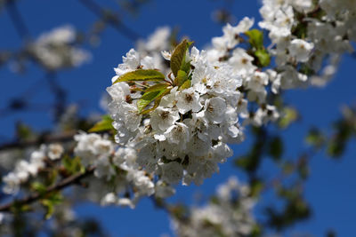 Close-up of cherry blossoms against sky