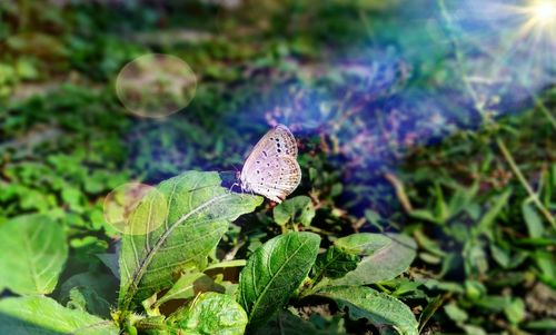 Close-up of butterfly on leaf