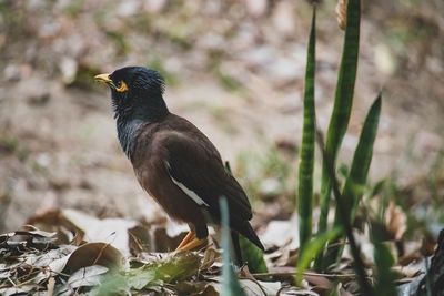 Close-up of bird perching on branch