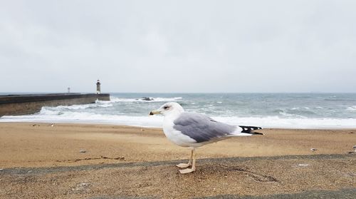 Seagull on a beach