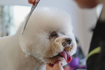 Dog getting haircut with scissors at grooming salon and pet spa