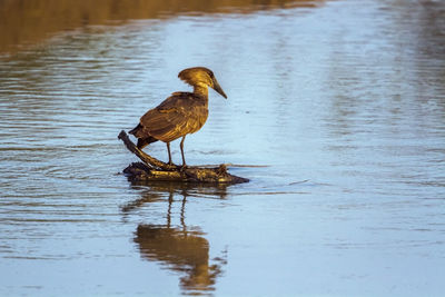 Ducks on a lake