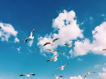 Low angle view of seagulls flying