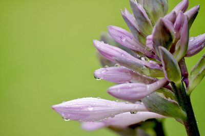 Close-up of water drops on flower