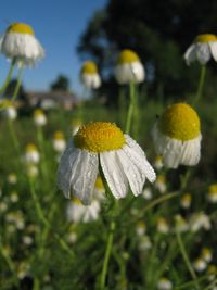 Close-up of yellow flower blooming outdoors