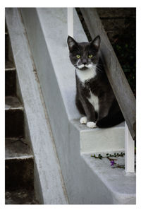 Portrait of cat sitting outdoors