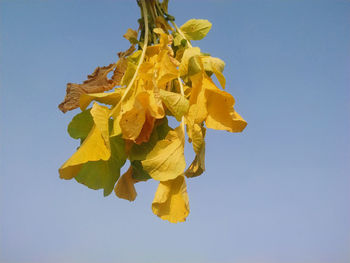 Low angle view of yellow plant against clear blue sky