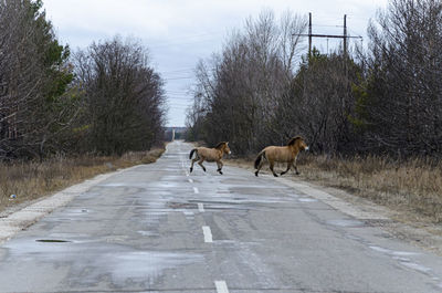 View of animals walking on road