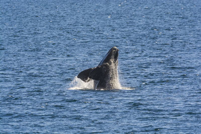 Whale swimming in sea