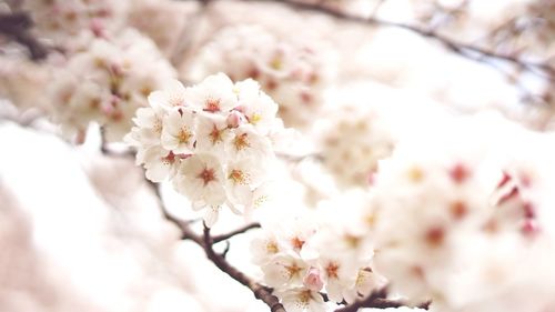 Close-up of cherry blossoms in spring
