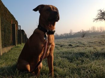 Dog sitting on field against clear sky