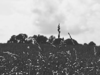 Close-up of plants on field against sky