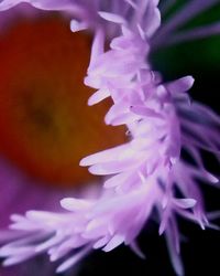 Close-up of purple flower