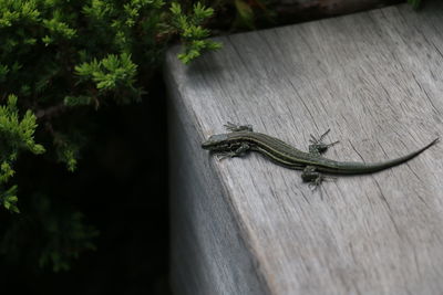 High angle view of lizard on tree