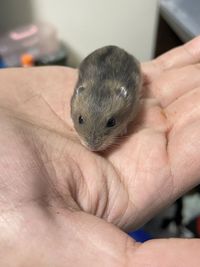 Cropped image of person holding mouse