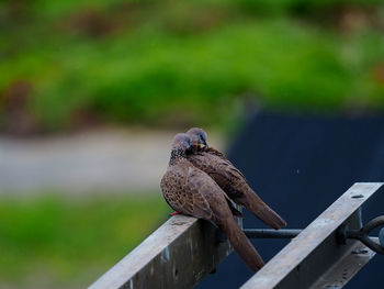 Close-up of bird perching on railing